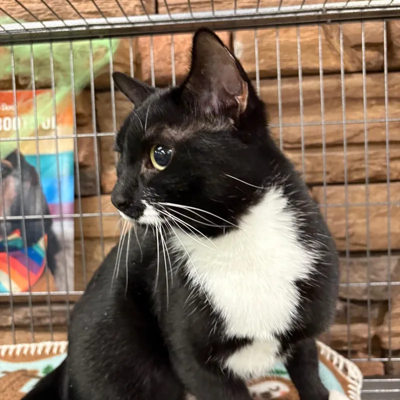 An adult small-sized female Domestic Short Hair cat named Histogram for adoption in St. Paul, MN