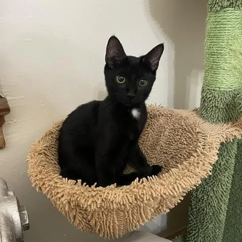 A baby medium-sized female Black Domestic Short Hair cat named DINA N. Tiny for adoption in New York, NY