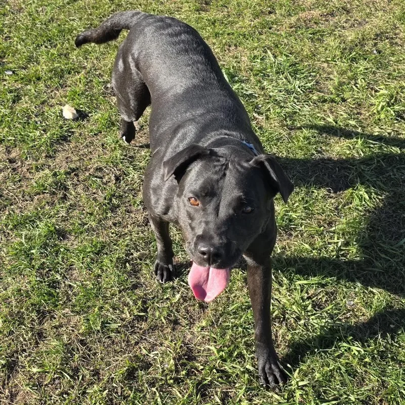 An adult large-sized female Black Mixed Breed dog named Weezy for adoption in Buffalo, MN