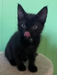 A baby medium-sized male Domestic Short Hair cat named Snip for adoption in St. Cloud, MN