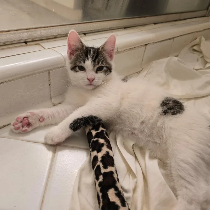 A baby small-sized male White Domestic Short Hair cat named Jester for adoption in Durham, NC