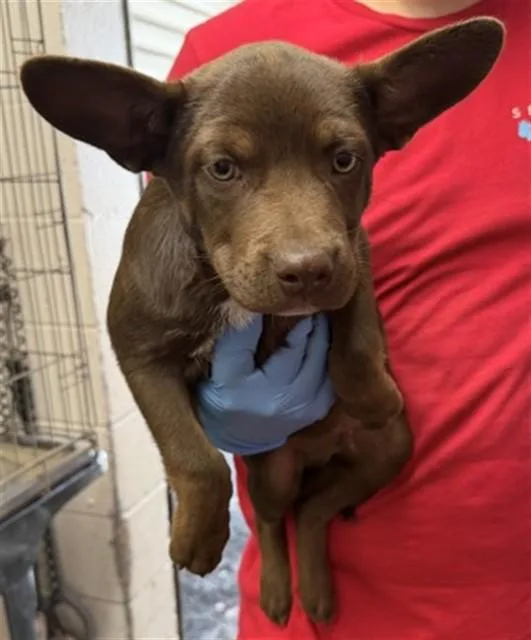 A baby small-sized male Cardigan Welsh Corgi dog named Justin for adoption in San Bernardino, CA