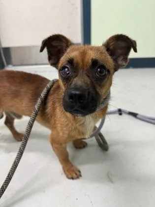 An adult small-sized male Mixed Breed dog named Willikers for adoption in Savannah, GA