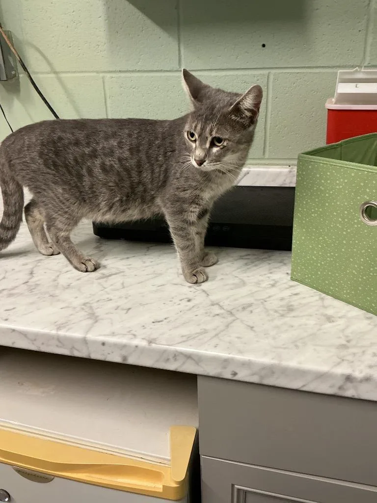 An adult medium-sized female Abyssinian cat named Stormy for adoption in Dyersburg, TN