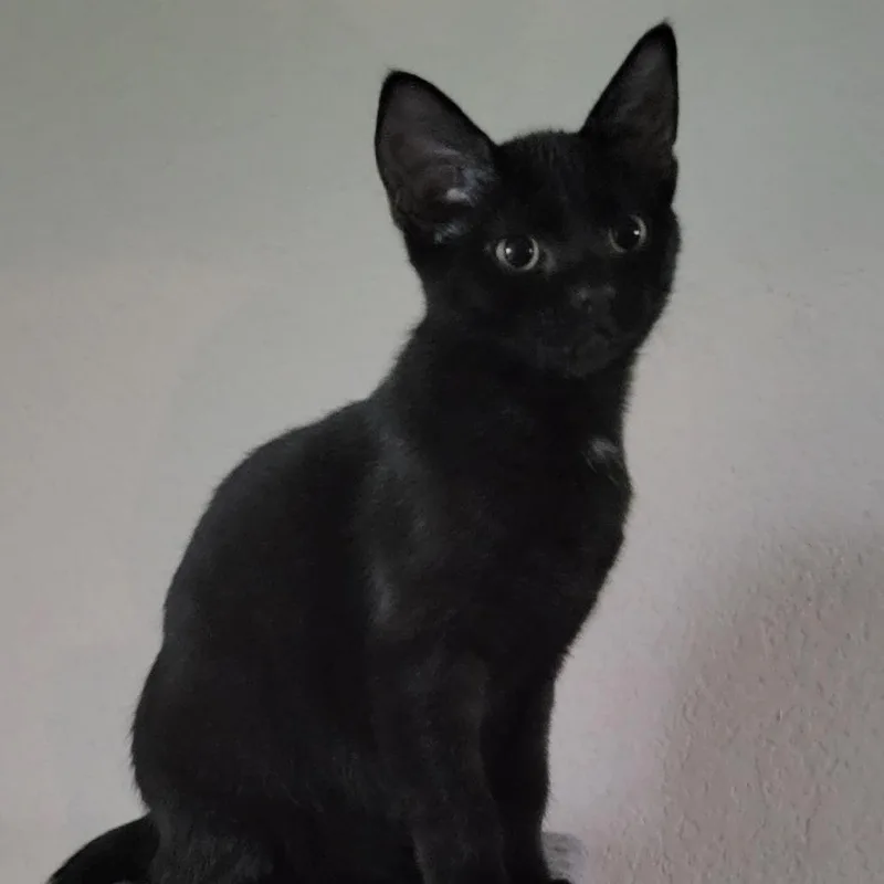 A baby small-sized male Black Domestic Short Hair cat named Rocko for adoption in Galveston, TX