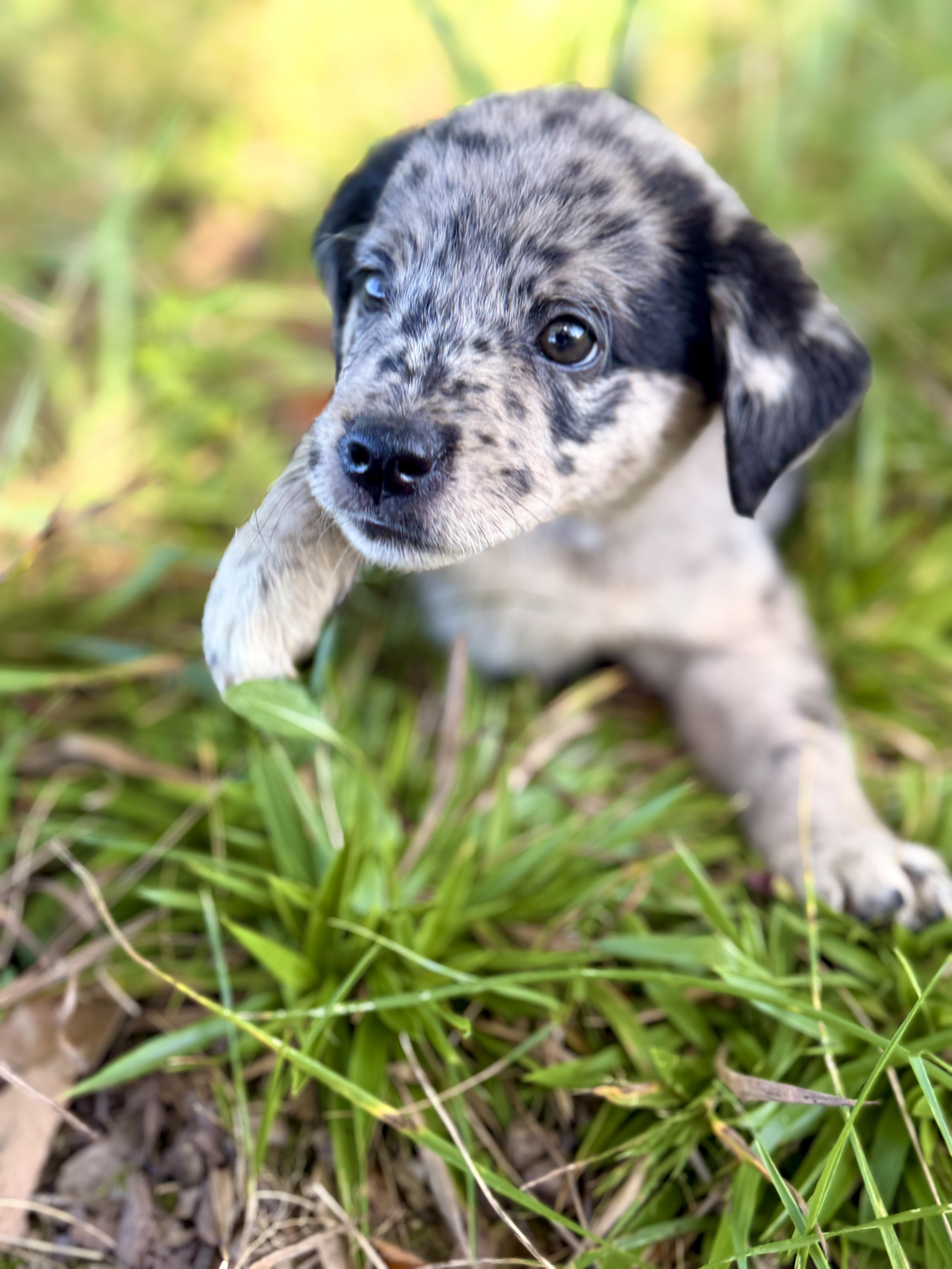 A baby small-sized female Black Wheaten Terrier dog named Emmalou for adoption in Gradyville, KY