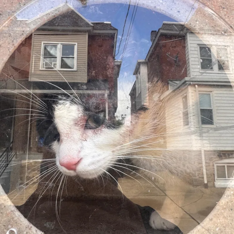 A young medium-sized female Black Domestic Short Hair cat named Elisiya for adoption in Philadelphia, PA