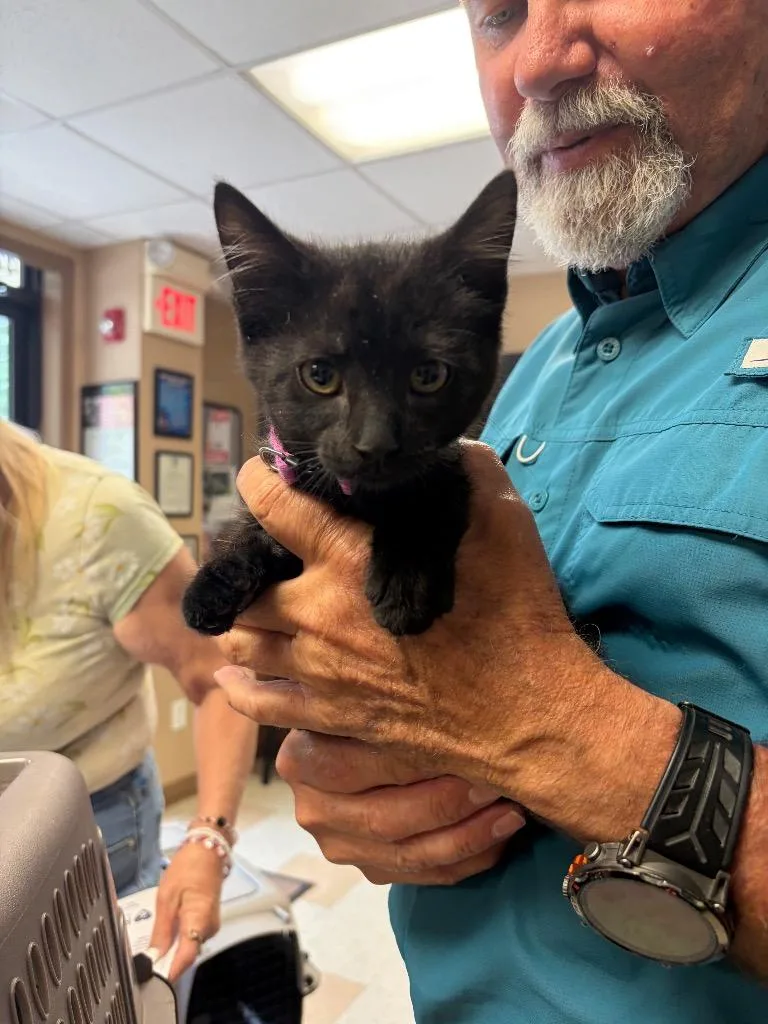 A baby small-sized male Domestic Short Hair cat named Midnight for adoption in Maumelle, AR