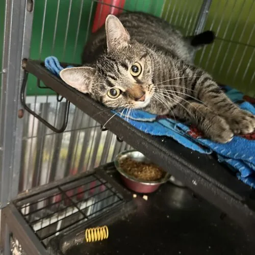 An adult medium-sized female Tabby (Brown / Chocolate) Domestic Short Hair cat named Zerelda James for adoption in Tipp City, OH