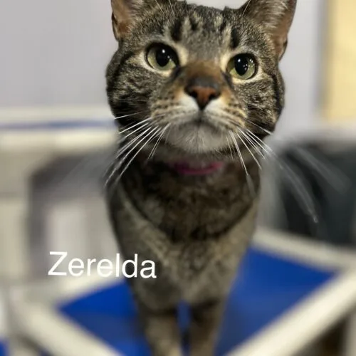Zerelda James thumbnail 3