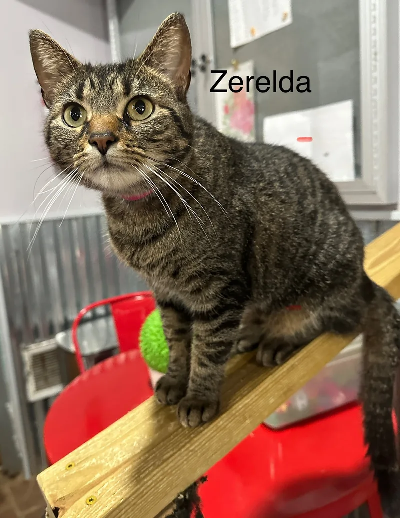 Zerelda James thumbnail 6