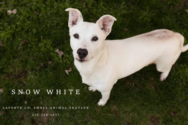 Snow White thumbnail 2
