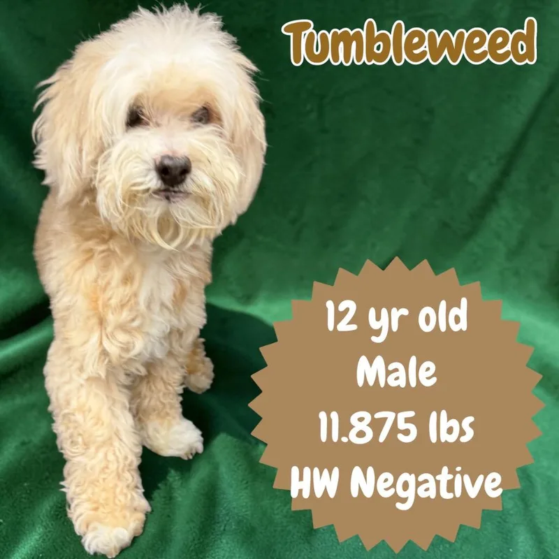 Tumbleweed