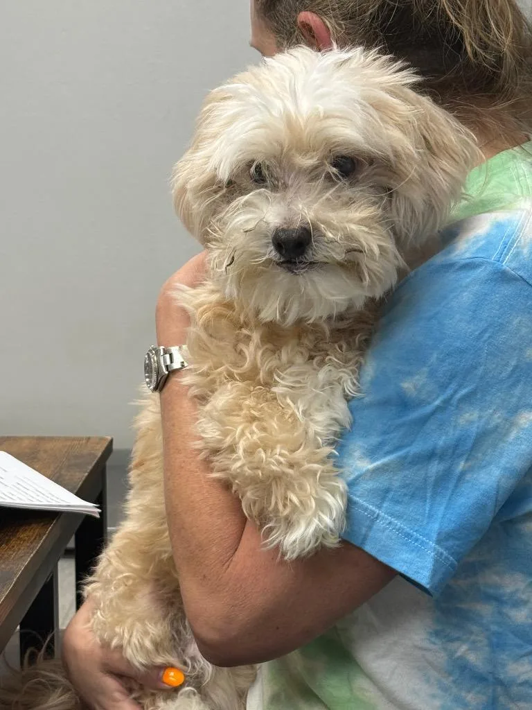 Tumbleweed thumbnail 2