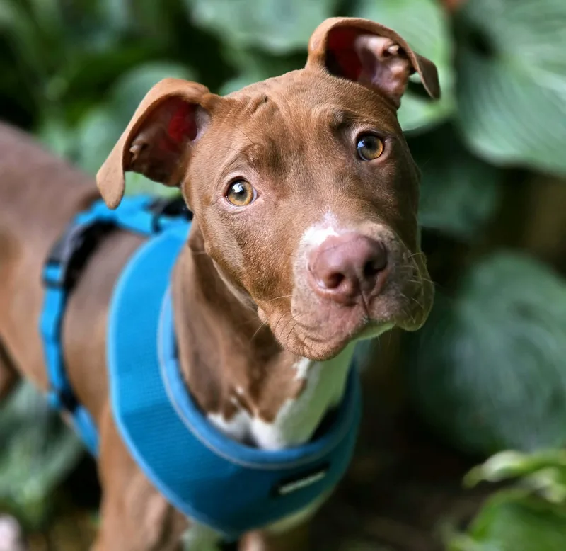 A baby medium-sized male American Staffordshire Terrier dog named Crash for adoption in East Peoria, IL