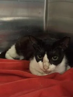 An adult medium-sized female Domestic Short Hair cat named Oreo for adoption in Miami, FL