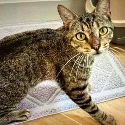 An adult large-sized male Brown / Chocolate Domestic Short Hair cat named Trundle for adoption in Boston, MA