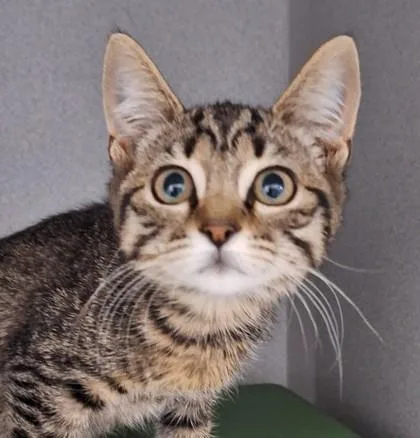 A baby small-sized female Brown / Chocolate Domestic Short Hair cat named Conure for adoption in Sacramento, CA