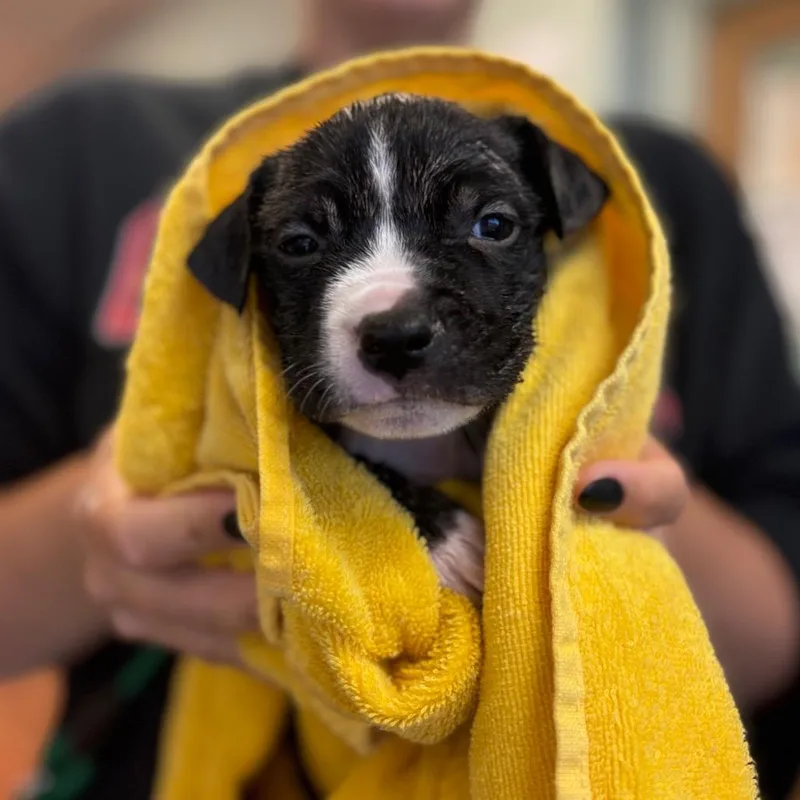 A baby small-sized male Black Mixed Breed dog named Pumpkin for adoption in Springboro, OH