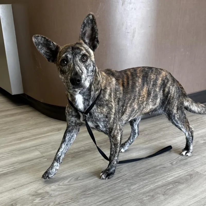 Princess thumbnail 2