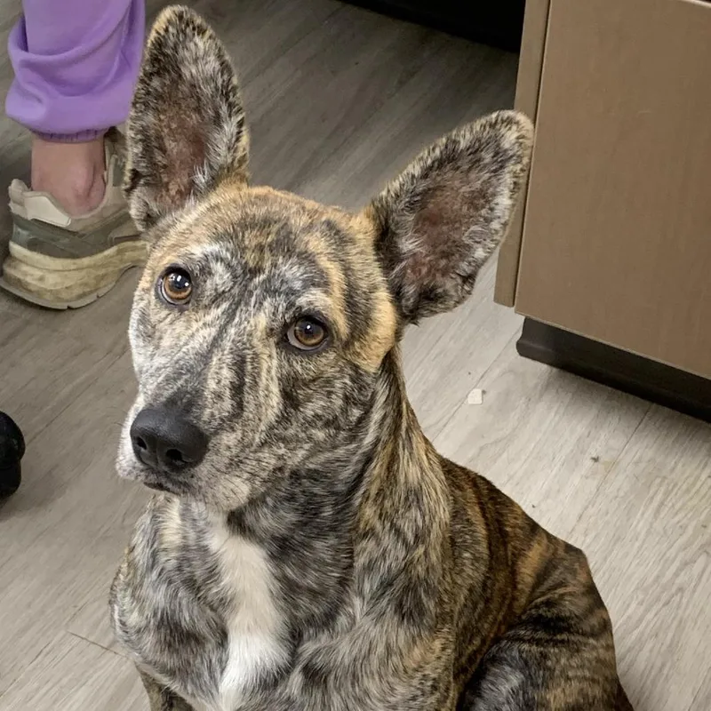 Princess thumbnail 3