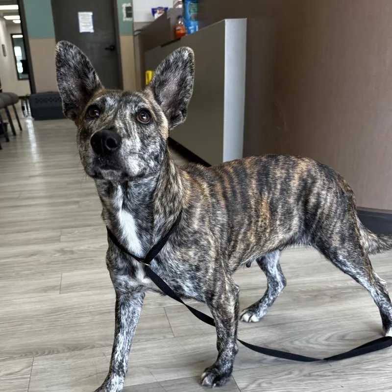 Princess thumbnail 4