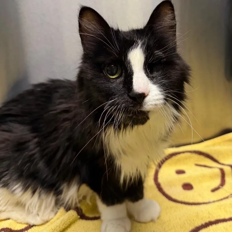 A senior medium-sized female Black Domestic Short Hair cat named Marlowe for adoption in Providence, RI