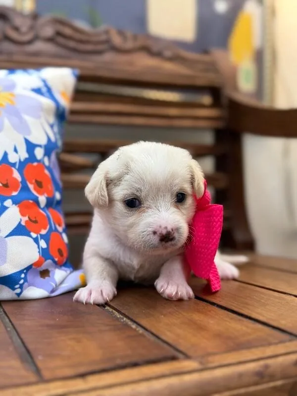 A baby medium-sized female Golden Chihuahua dog named Nova Starlight for adoption in Friendswood, TX