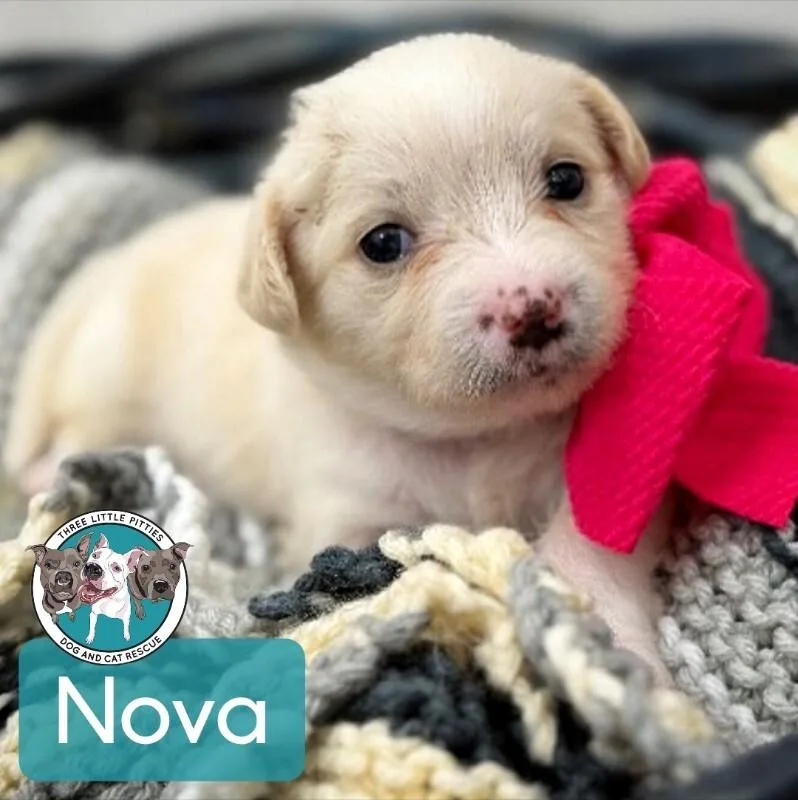 Nova Starlight thumbnail 4
