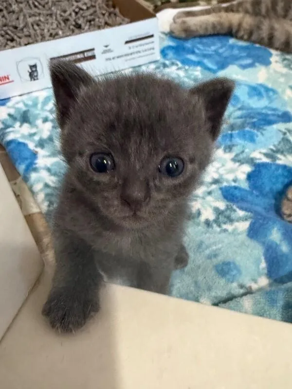 A baby medium-sized female Gray / Blue / Silver Domestic Short Hair cat named Glitter for adoption in Colmar, PA