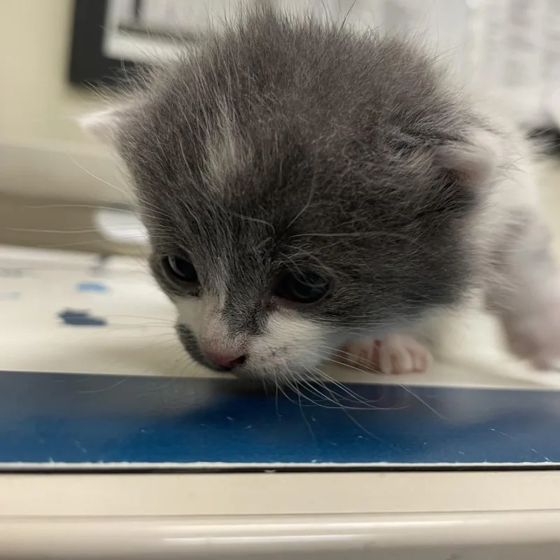 A baby small-sized male Gray / Blue / Silver Domestic Short Hair cat named Goody Two Mews for adoption in Lynchburg, VA