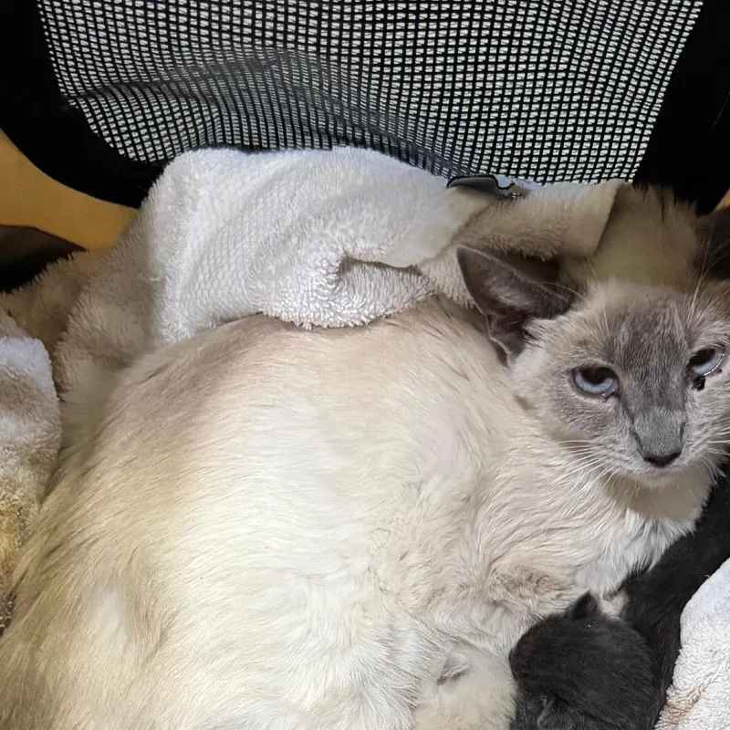 A young small-sized female Lilac Point Siamese cat named Iepastray for adoption in Upland, CA