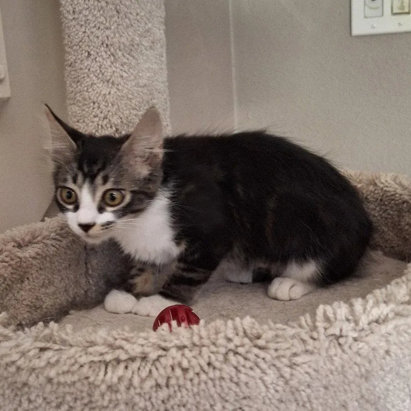 A baby medium-sized male Maine Coon cat named Elvis kingofhearts for adoption in Houston, TX