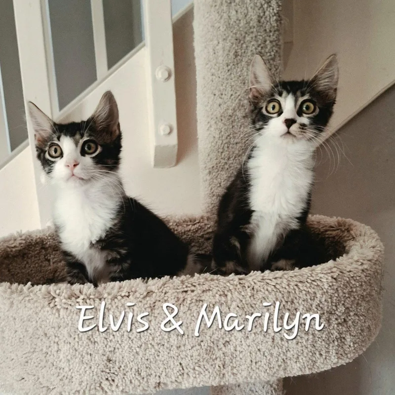 Elvis kingofhearts thumbnail 2