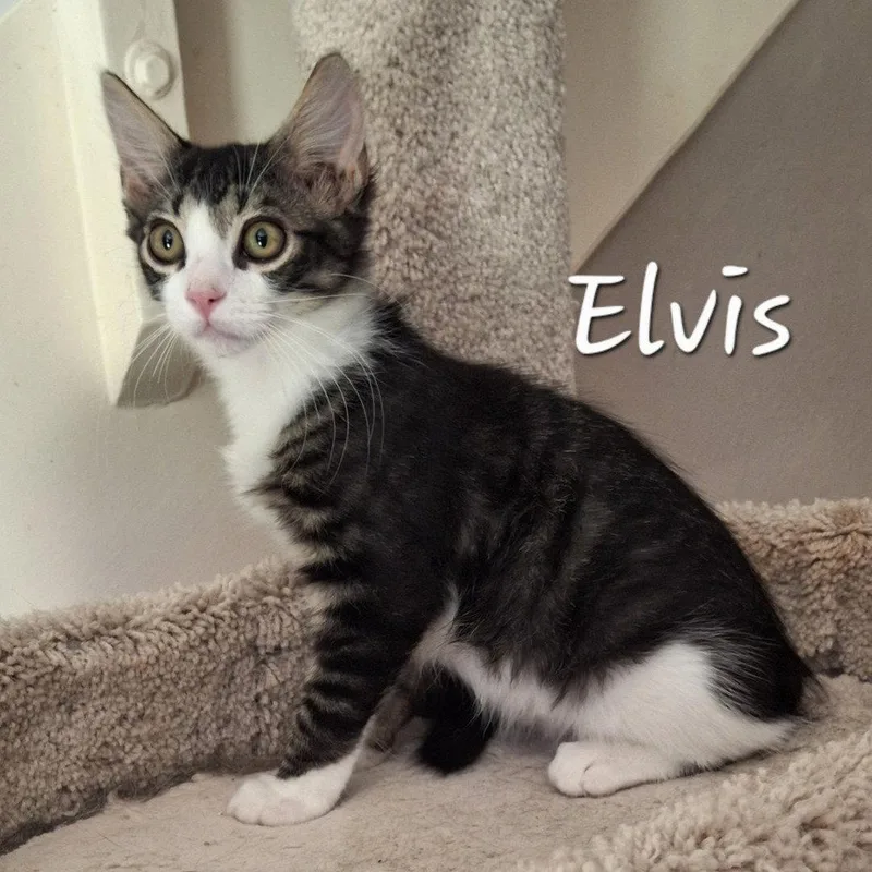 Elvis kingofhearts thumbnail 3