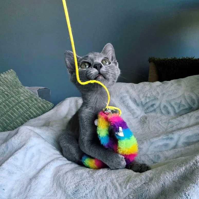 A baby medium-sized female Gray / Blue / Silver Domestic Short Hair cat named Gertrude for adoption in Tulsa, OK