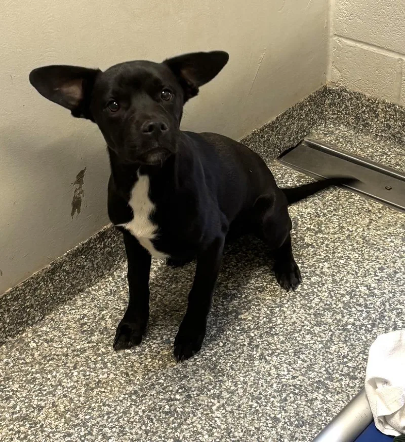 A baby medium-sized male Mixed Breed dog named Sharpie for adoption in Mustang, OK