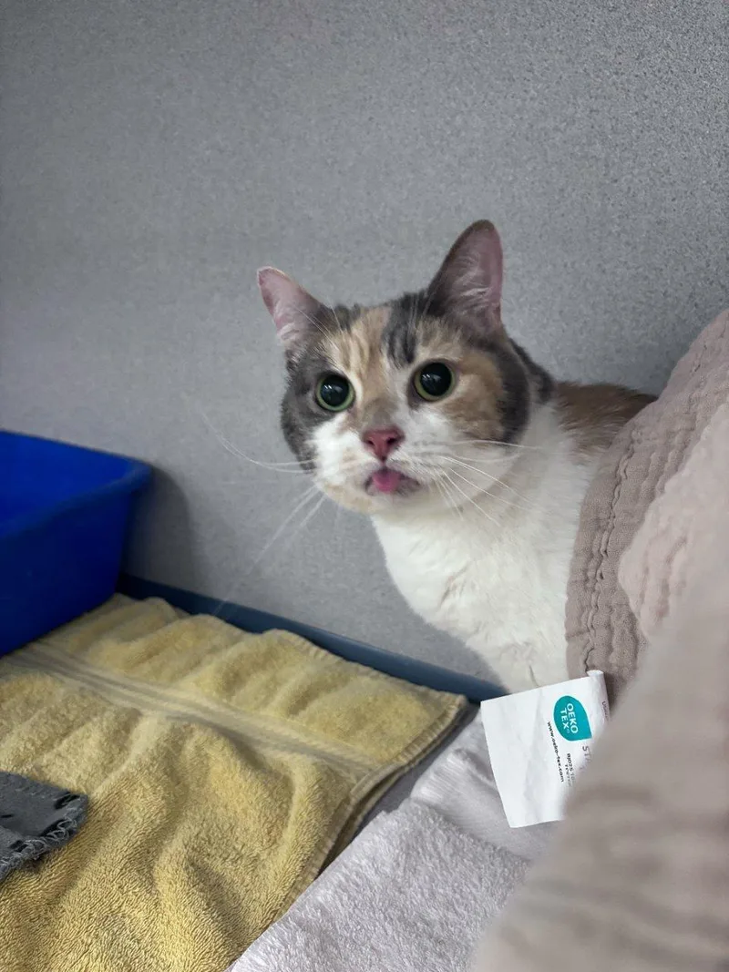 Bleppy
