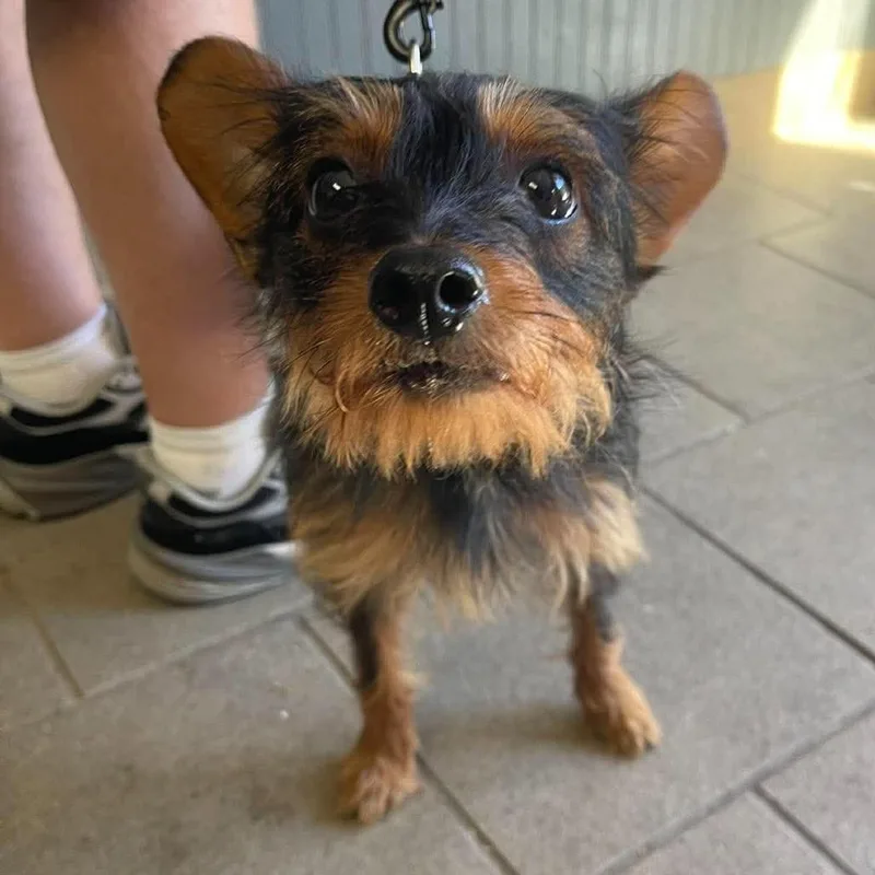 An adult small-sized male Brown / Chocolate Mixed Breed dog named Frankenweenie Stray Hold for adoption in Huntington, WV
