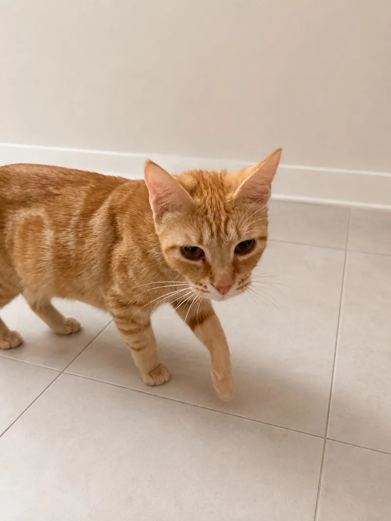 A young medium-sized female Tabby (Orange / Red) Domestic Short Hair cat named Chicken Cutlet for adoption in Intercession city , FL