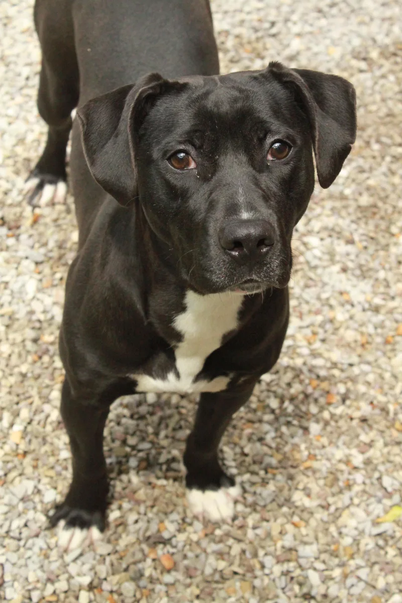 An adult medium-sized female Black American Staffordshire Terrier dog named Cookie for adoption in Ona, WV