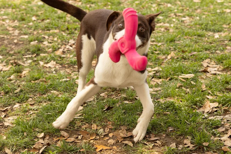A young medium-sized male American Staffordshire Terrier dog named Mayhem for adoption in Tomball, TX