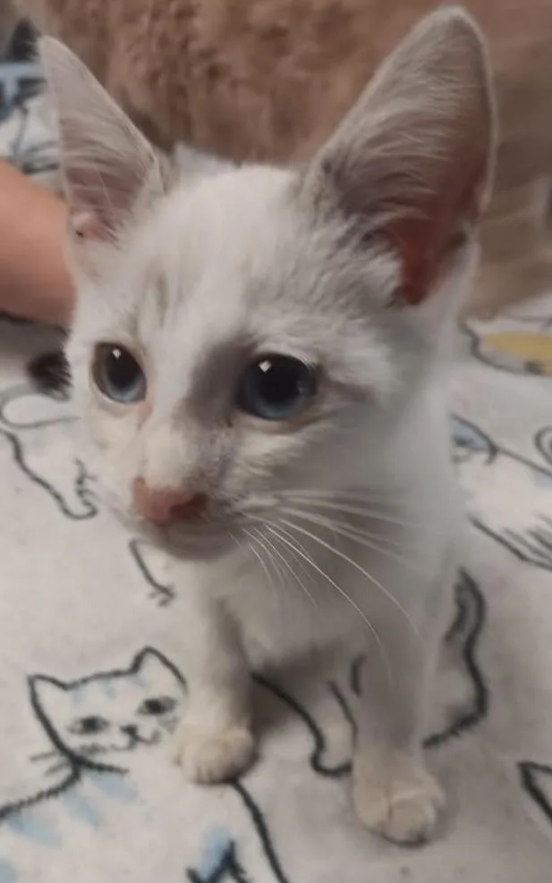 A baby small-sized male Seal Point Domestic Short Hair cat named Louie for adoption in Robinson, IL
