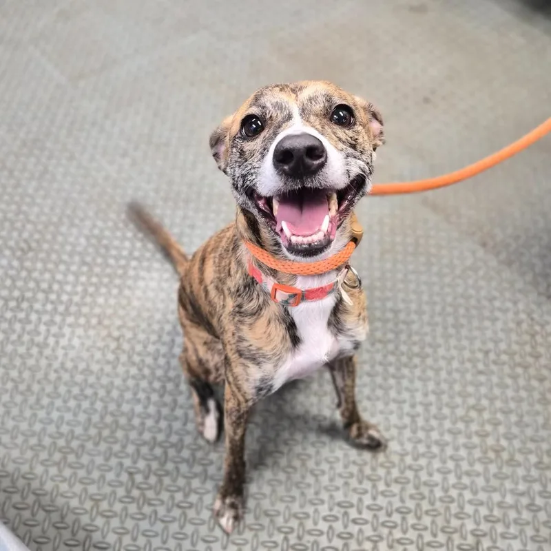 An adult medium-sized female Brindle Whippet dog named Pippin' for adoption in Wahiawa, HI