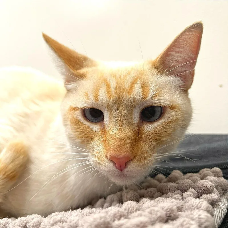 An adult large-sized male Domestic Short Hair cat named Schulz for adoption in Los Angeles, CA