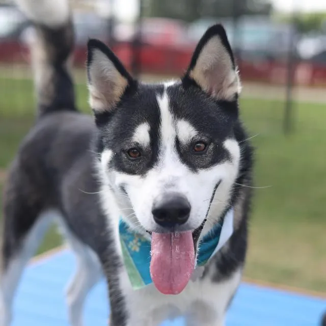 A young medium-sized male Husky dog named Buddy for adoption in San Antonio, TX