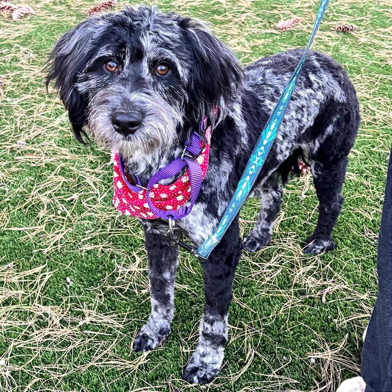 A young medium-sized female Australian Shepherd dog named Annabelle for adoption in TONASKET, WA