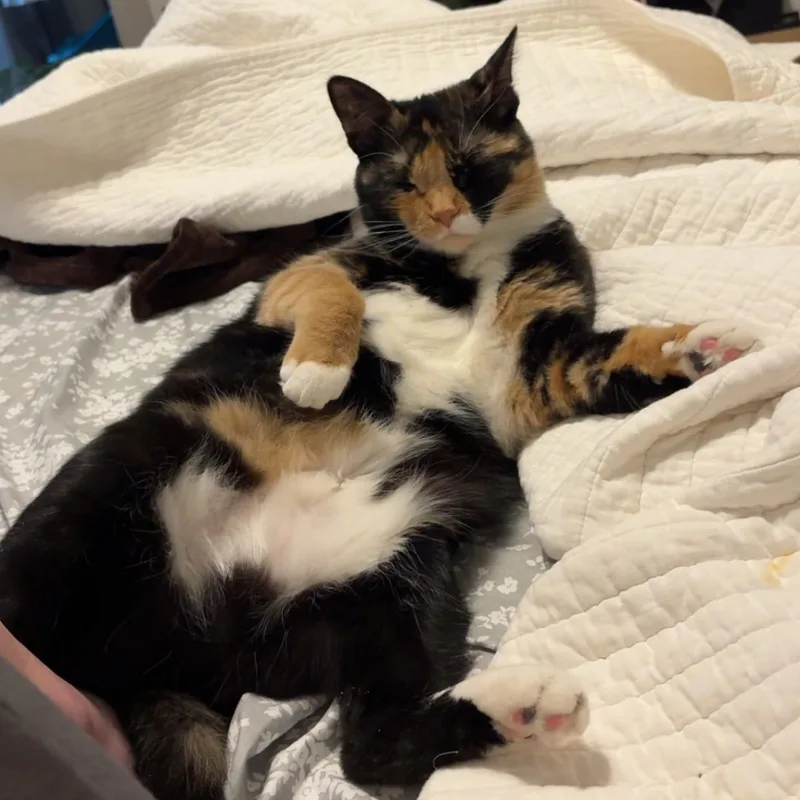 A young medium-sized female Calico cat named Cricket for adoption in Dickinson, ND