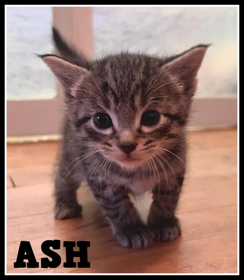 A baby medium-sized male Tabby (Brown / Chocolate) Domestic Short Hair cat named Ash for adoption in Valley City, ND