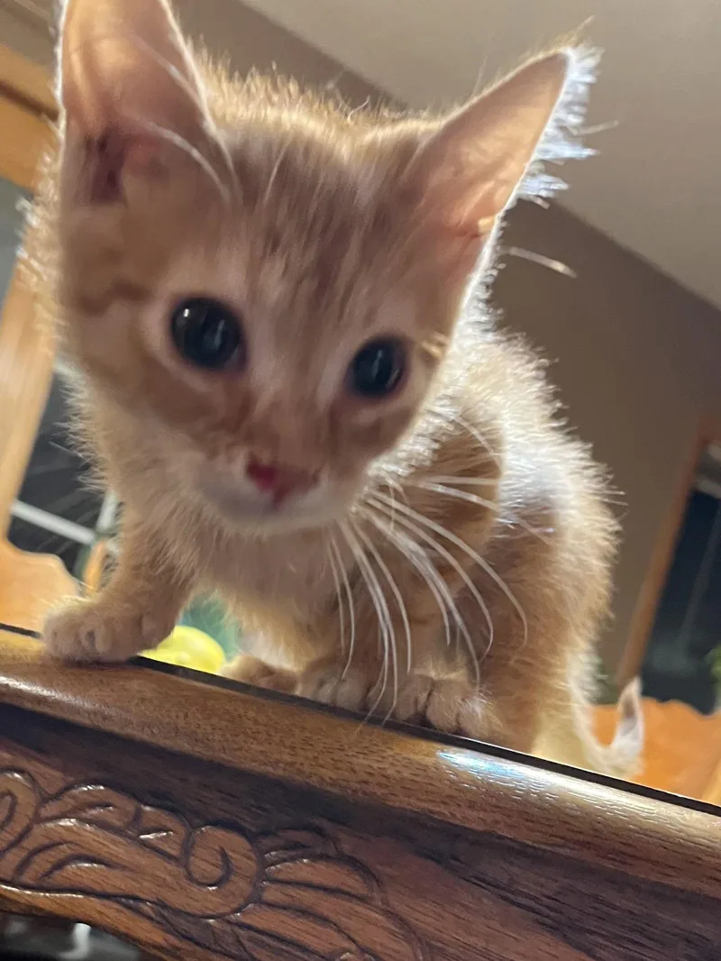 A baby medium-sized male Orange / Red Domestic Short Hair cat named Abe for adoption in Zimmerman, MN
